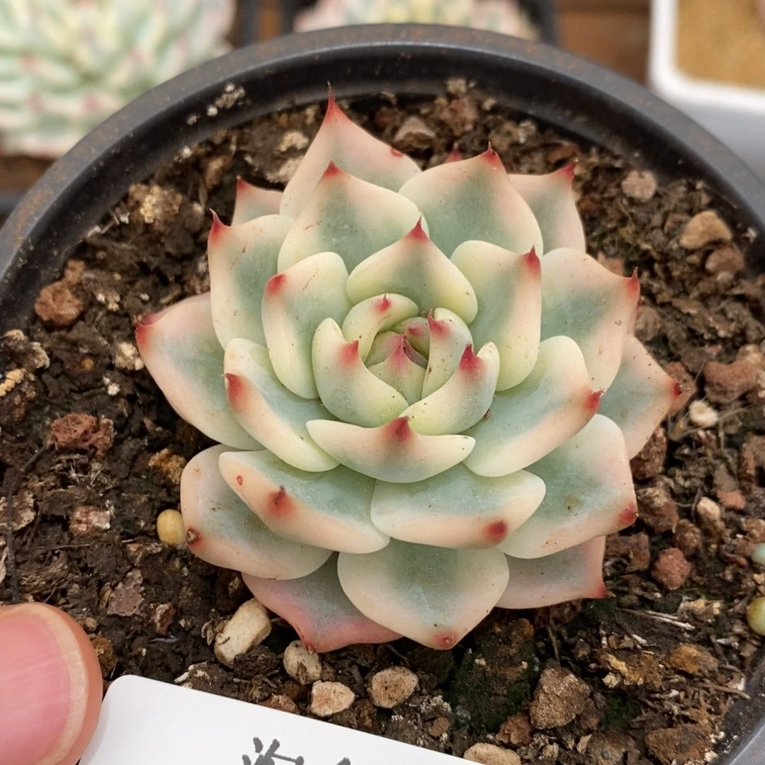 吉娃娃锦多肉植物0449