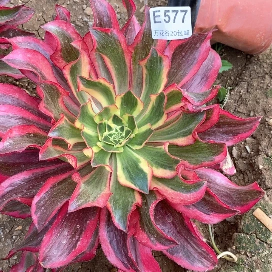 577魅影多肉植物