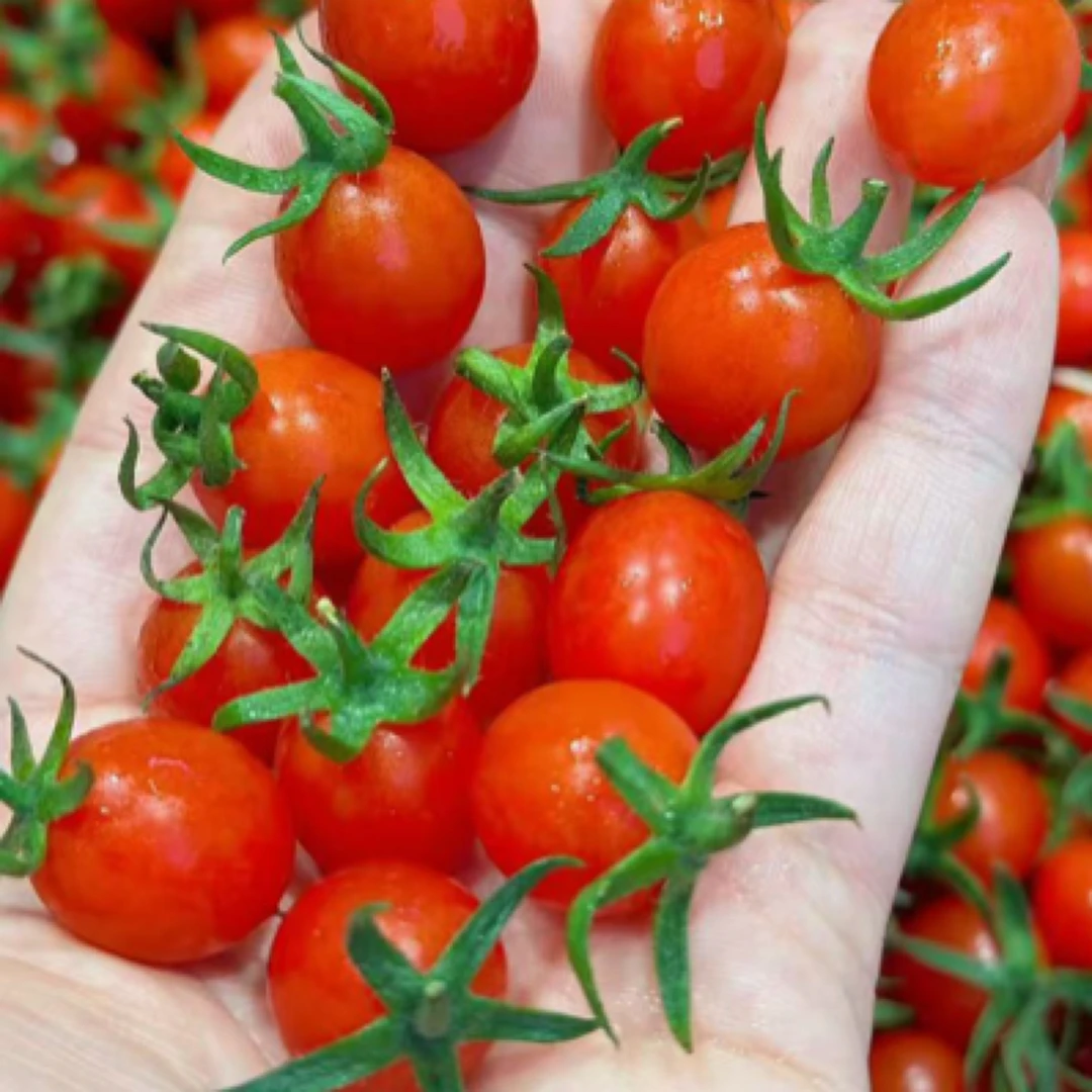 玲珑千禧/电白千禧 颗颗爆浆千禧海南省陵水黎族自治县