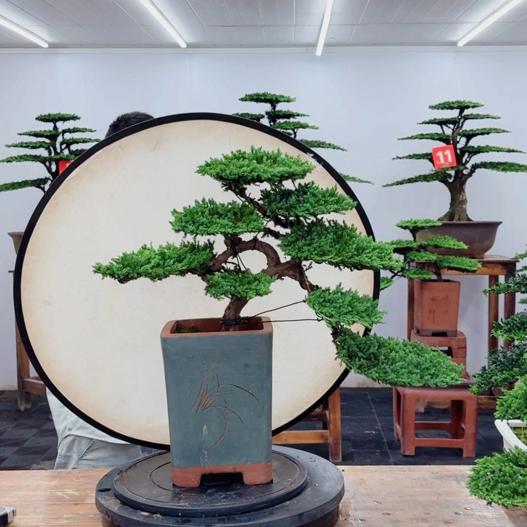 无花朵88888888888