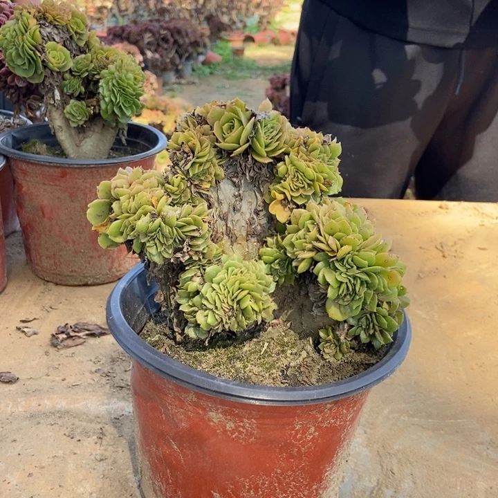 钧***钧333绿羊绒缀化老桩