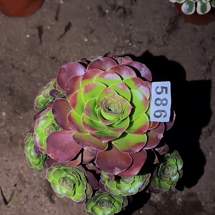 586魅金多肉植物不售后