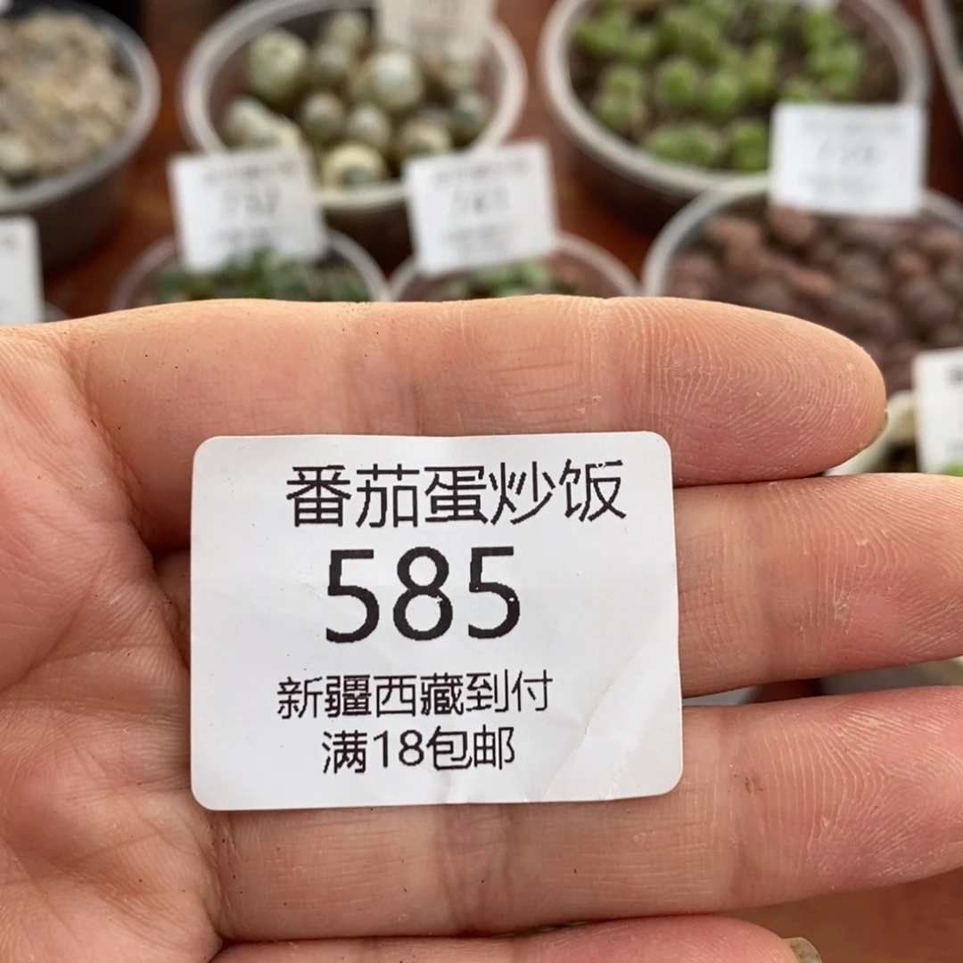 感谢您的支持，00585
