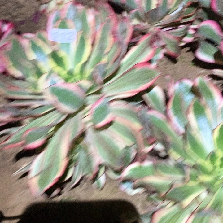 多肉植物法师113魅影