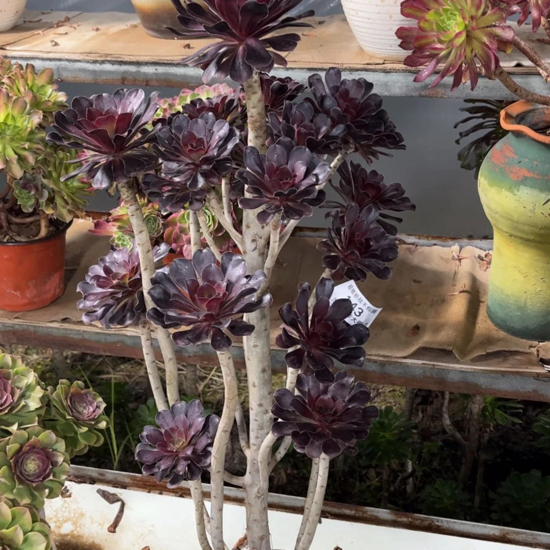 143园叶黑法师多肉