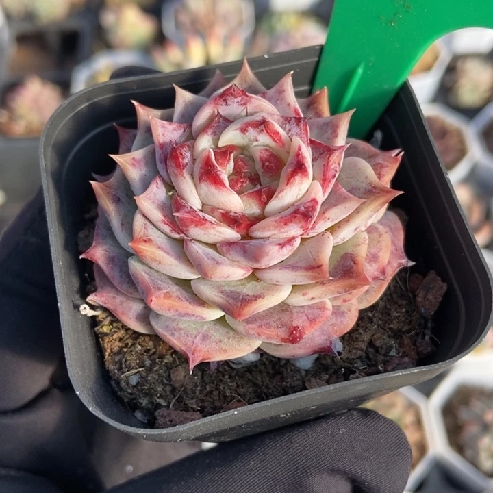 742红孔雀多肉植物保护