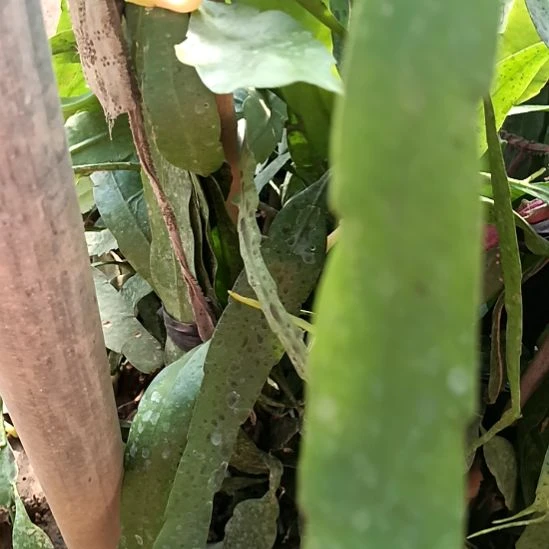 经***典完全开放令箭何花小叶昙花