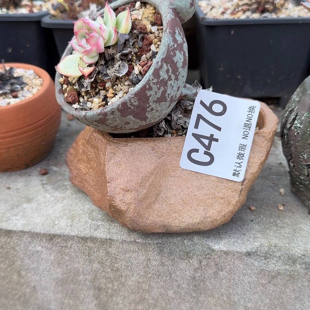 重庆小燕子欢迎大家476