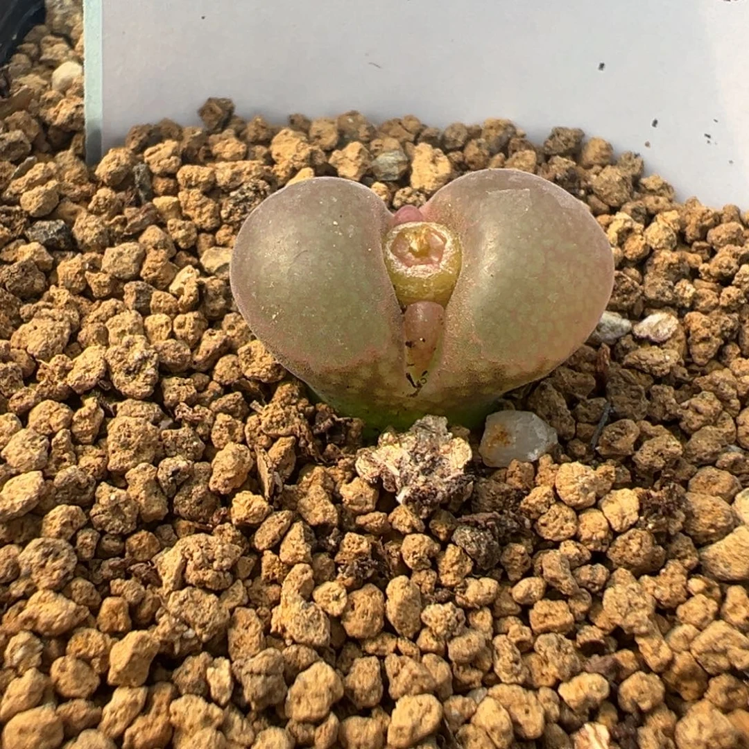 29-98肉锥多肉植物