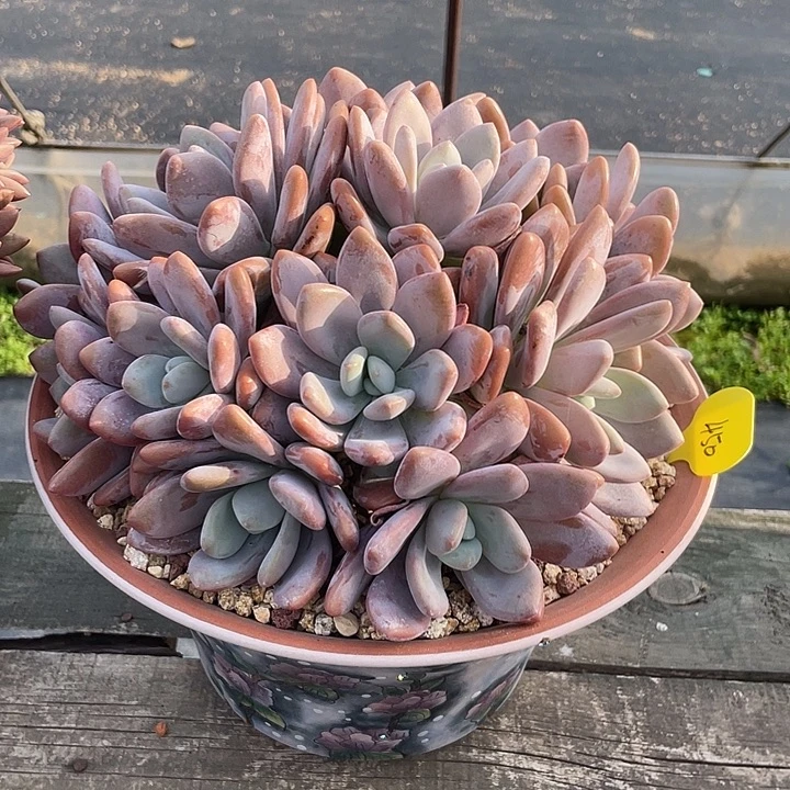 粉兔多肉植物群生