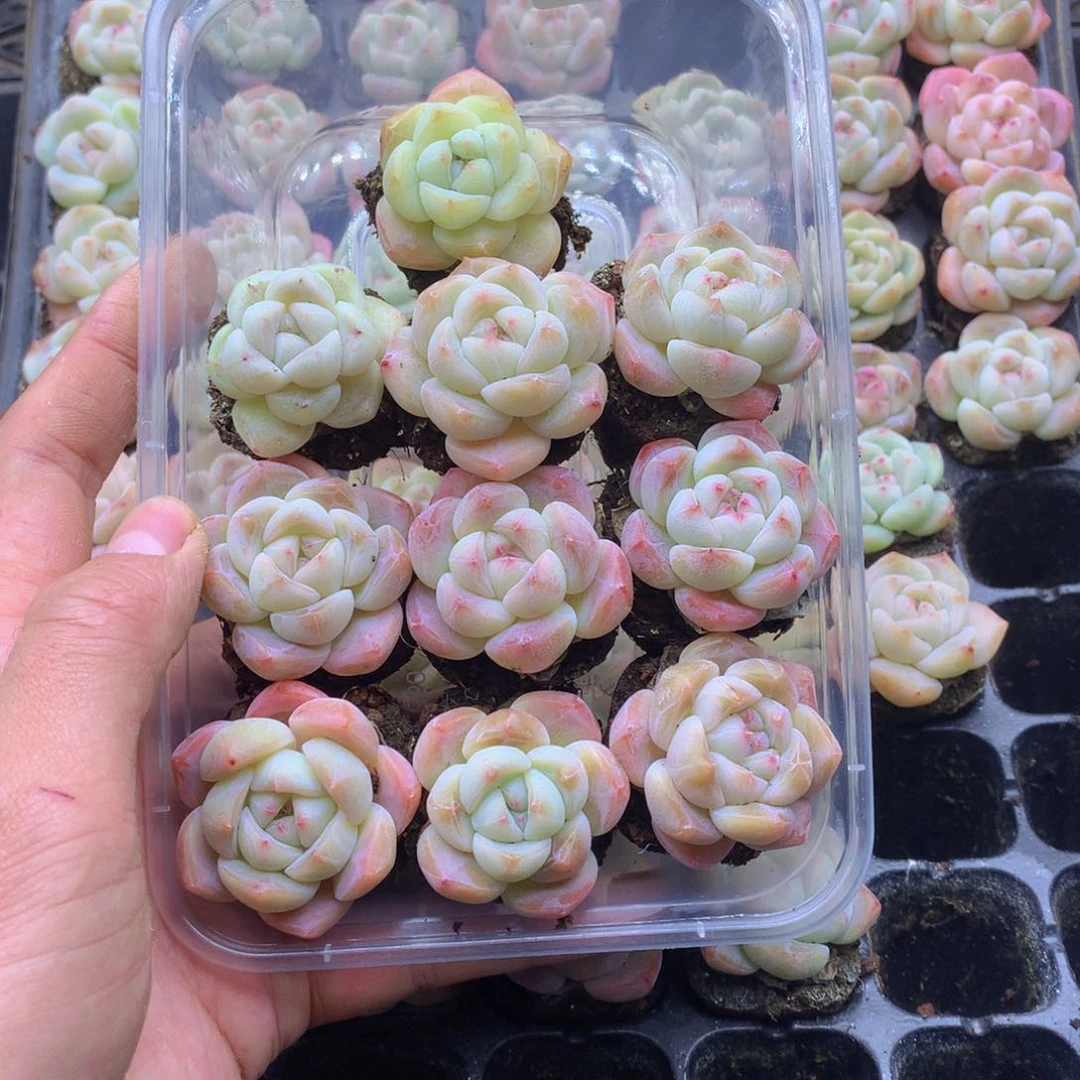 反反复复还是很开心116