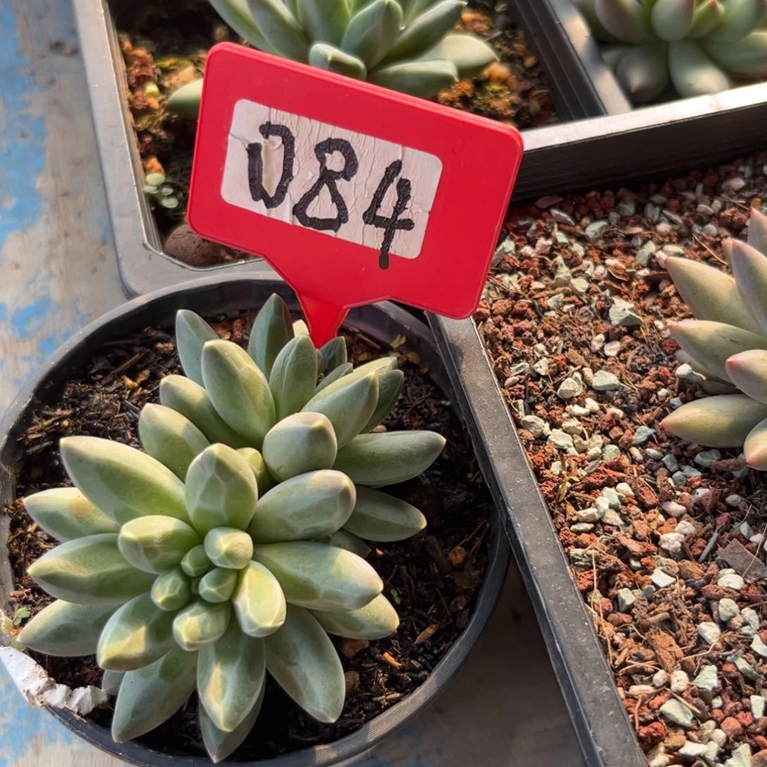 多肉植物第一课084