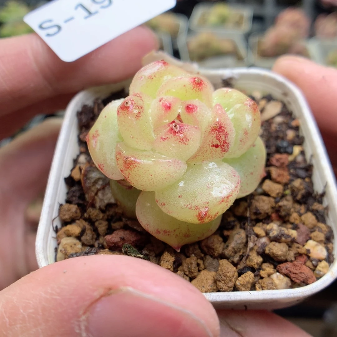 S197y y y y y y y y y y