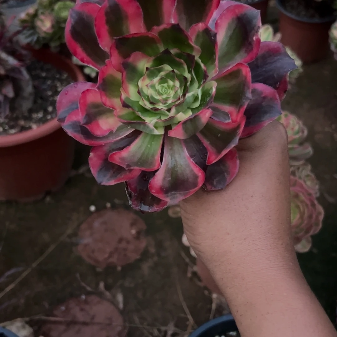 钧***惠精品多肉植物红魔女猪头