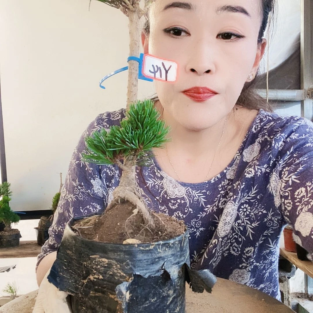 无花朵植物形态多年生草本