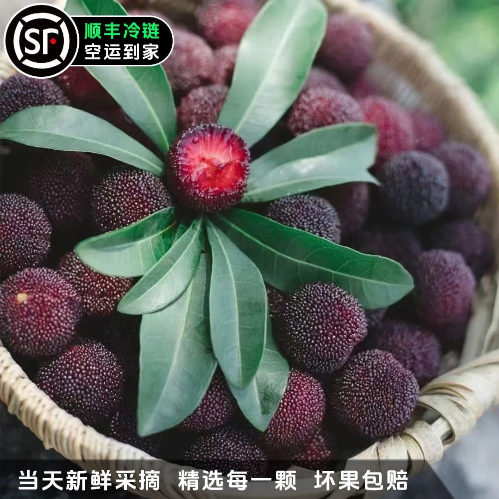 浙江正宗仙居荸荠杨梅黑炭杨梅孕妇水果现摘现发当季水果爆甜农户