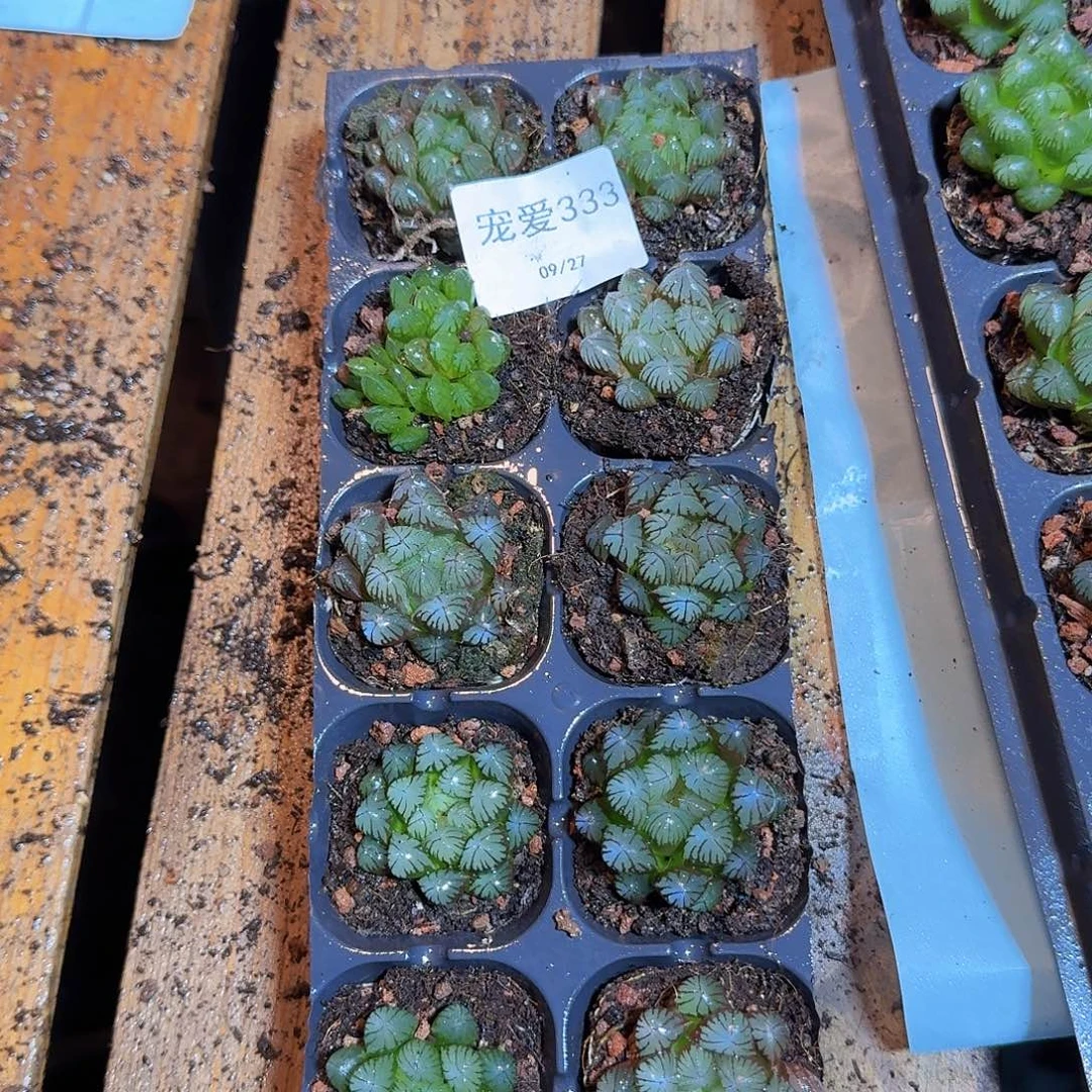 直播福利一物一拍333
