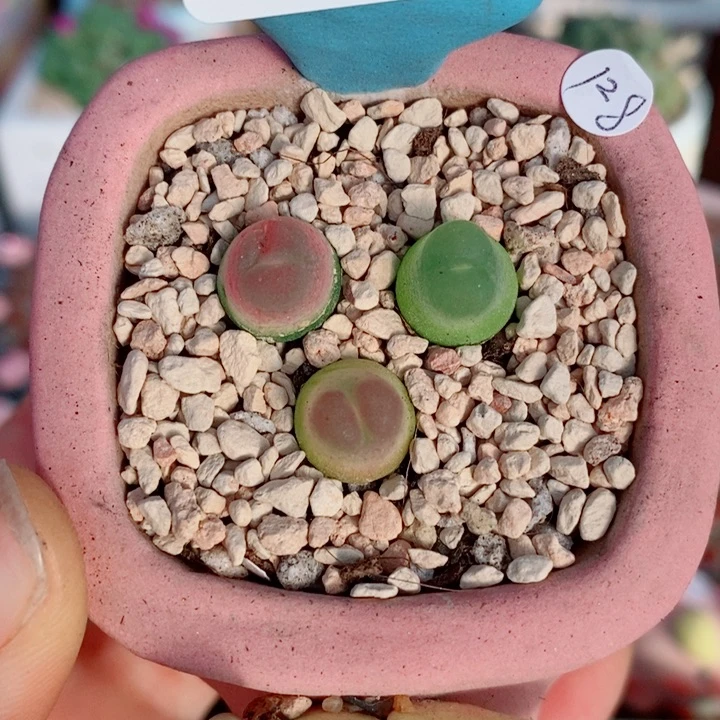 生石花花花花花花花986