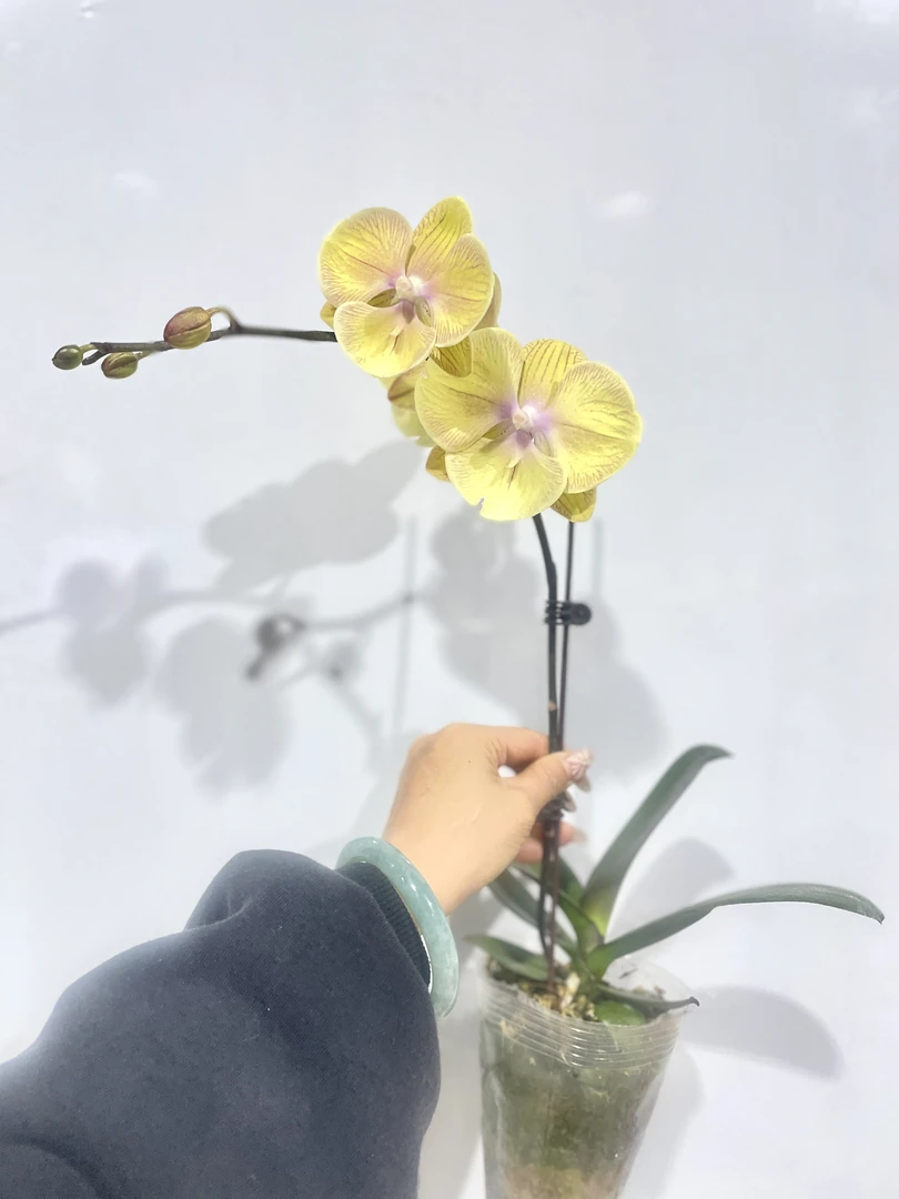 【金玉满堂】室内 蝴蝶兰花 盆栽开花株 四季好养护绿植叶片