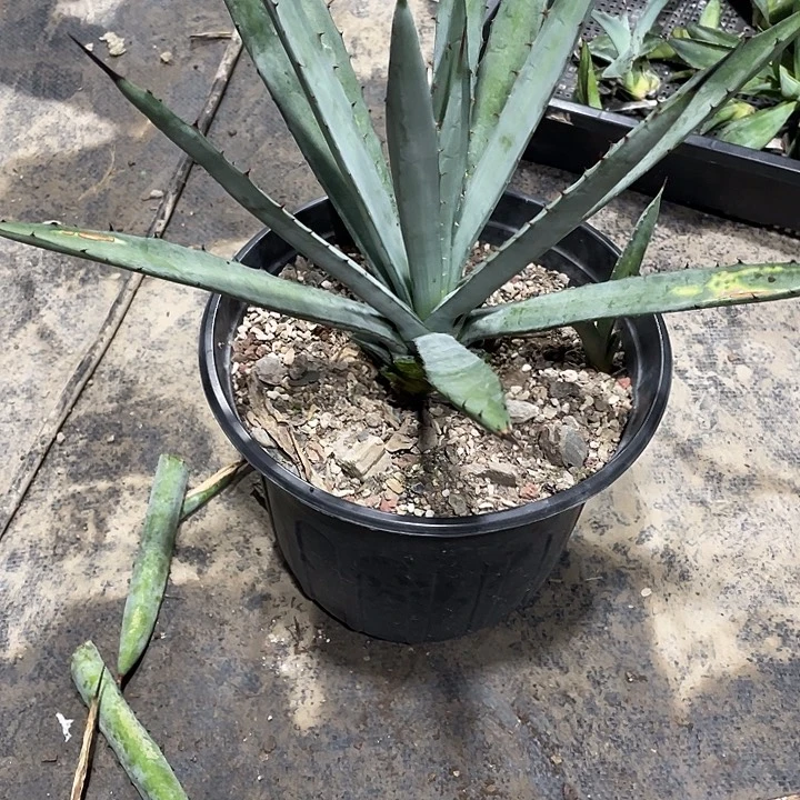 g***g无花朵龙舌兰绿色植物