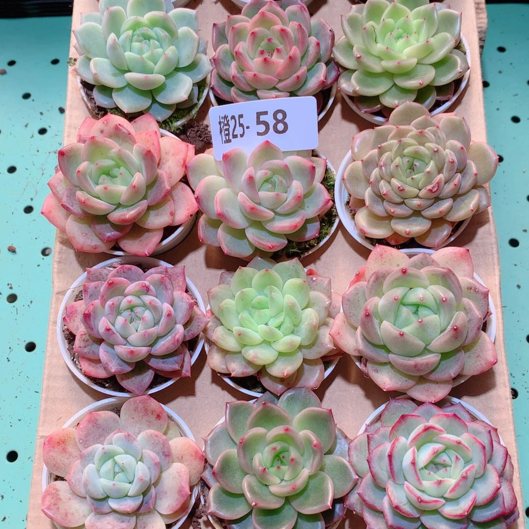 25-58一物一拍多肉带盆18颗