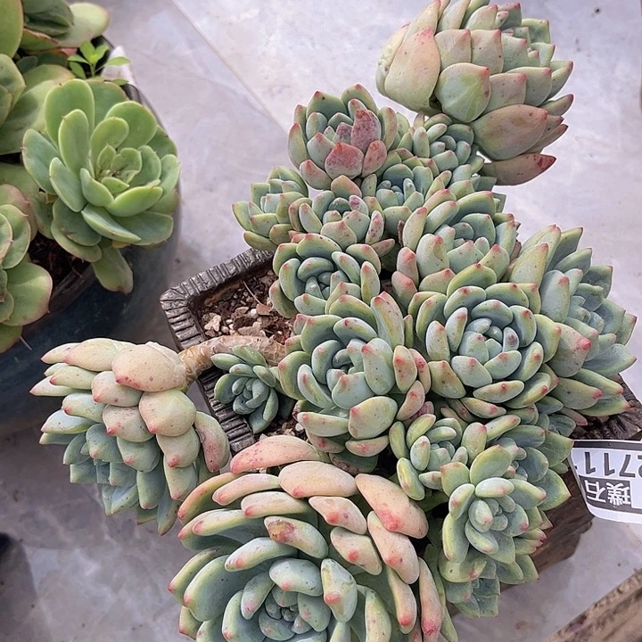 望舒27111多肉植物