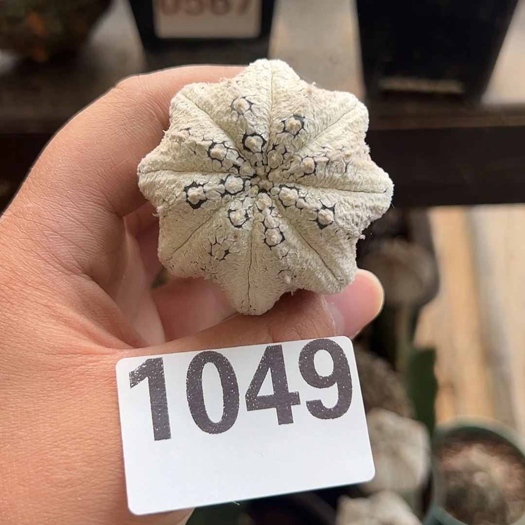 海星浓白兜仙人球1049