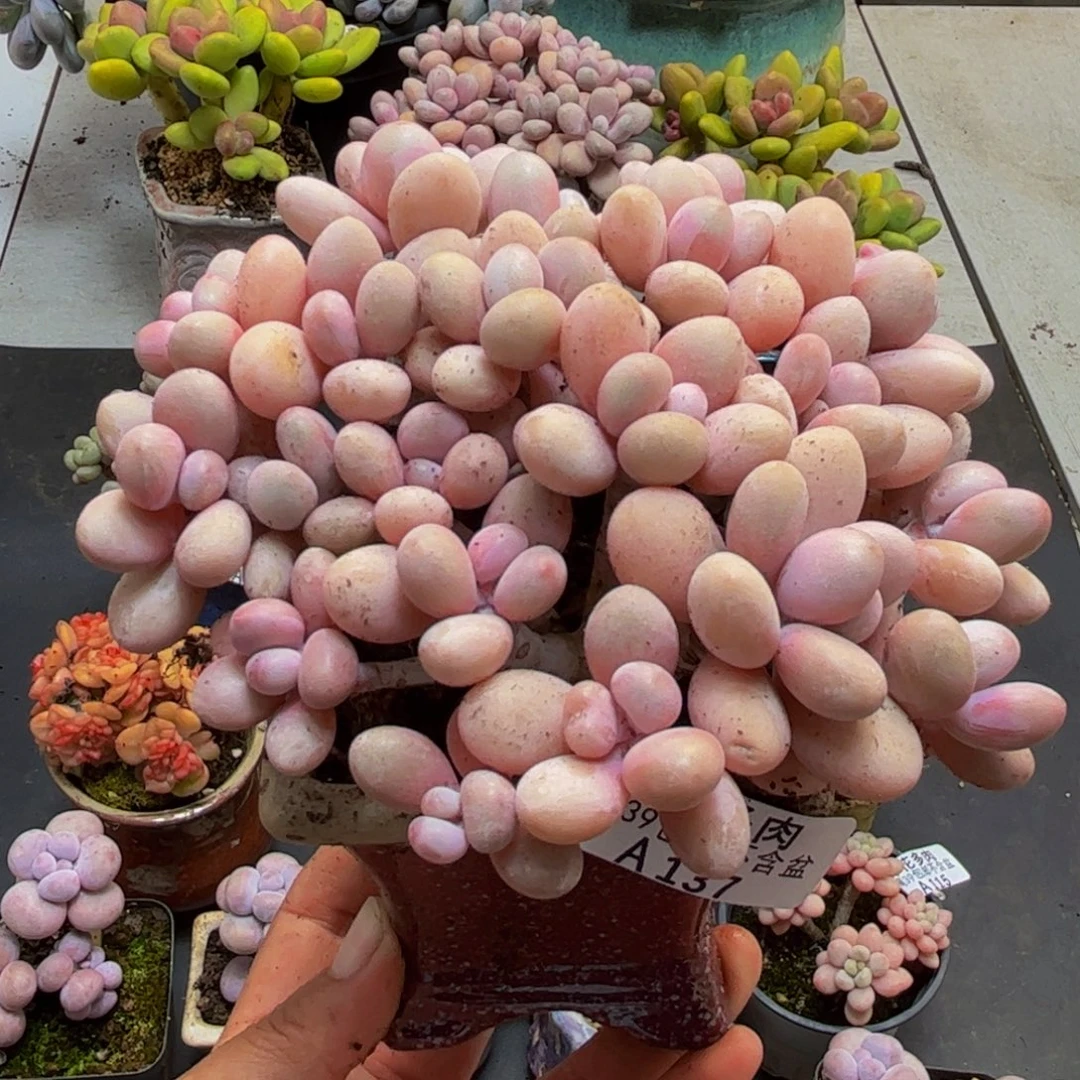137糖果桃蛋12cm多肉