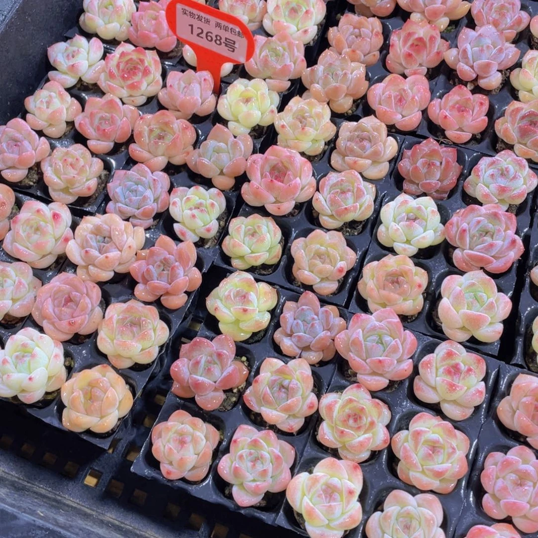 1268号 果冻七彩珍妮六颗