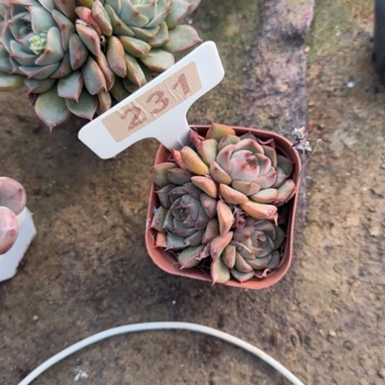 231玫瑰夫人多肉植物多