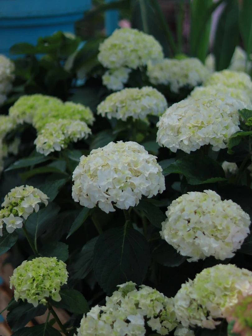 【安妮公主】绣球花卉植物阳台老桩带花苞发室内外庭院地栽花卉开花