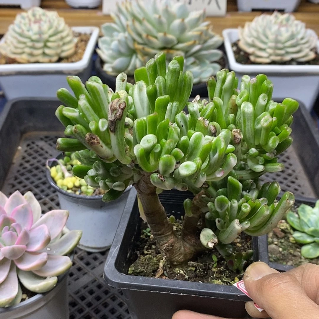 10102 老桩吸财树锦自然群