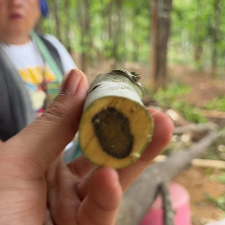 线香奇楠沉香原木