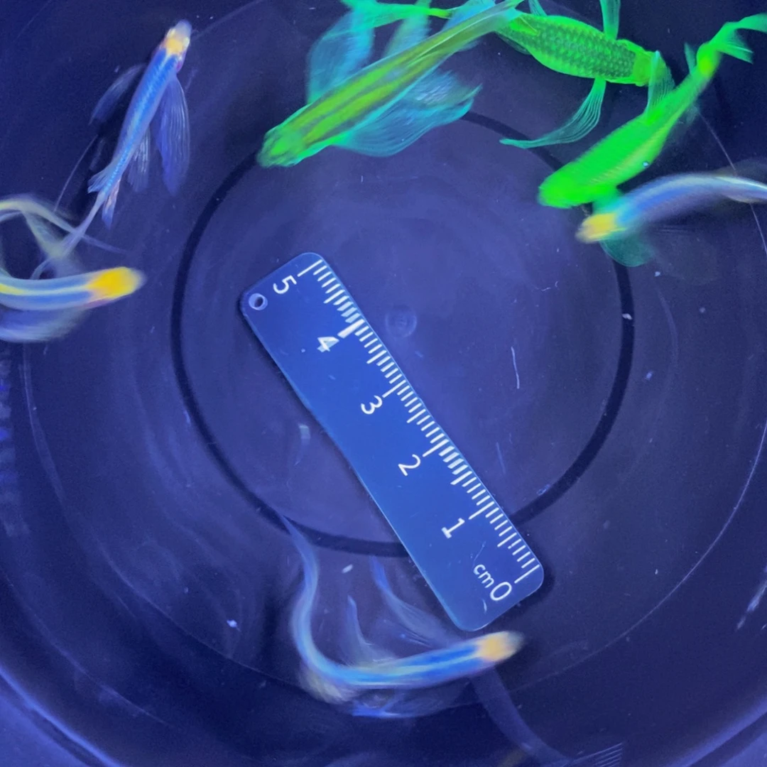 斑马鱼蝶翼斑马自选8条3.5厘米以上
