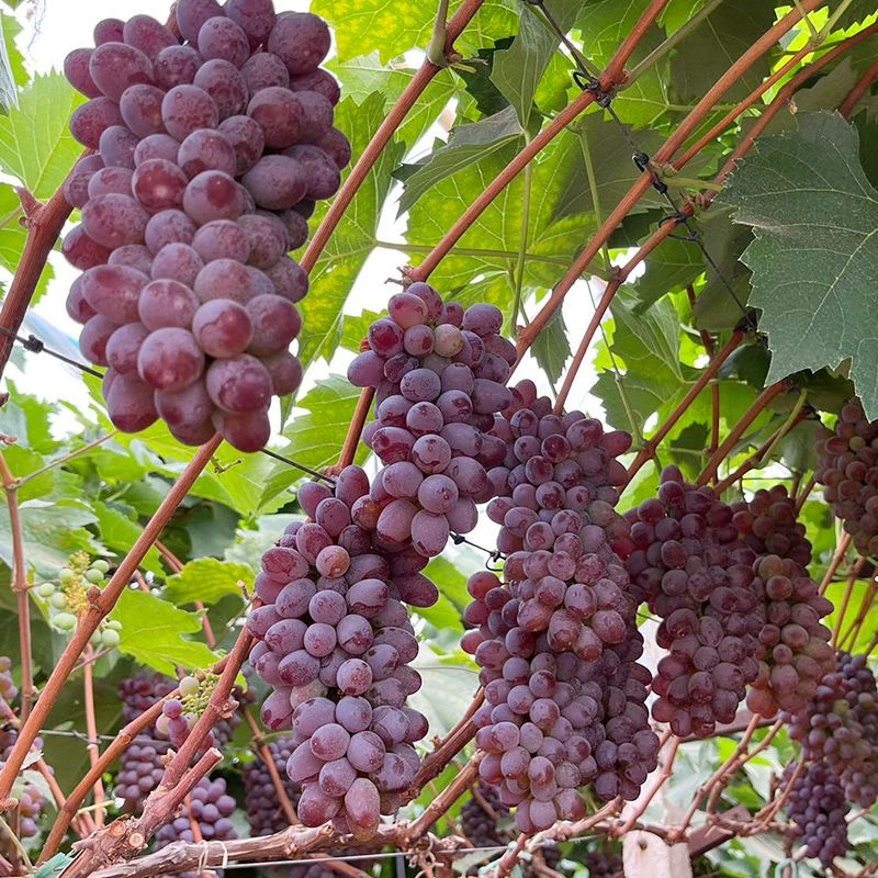 茉莉香葡萄香甜现摘现发当季新鲜无籽孕妇葡萄