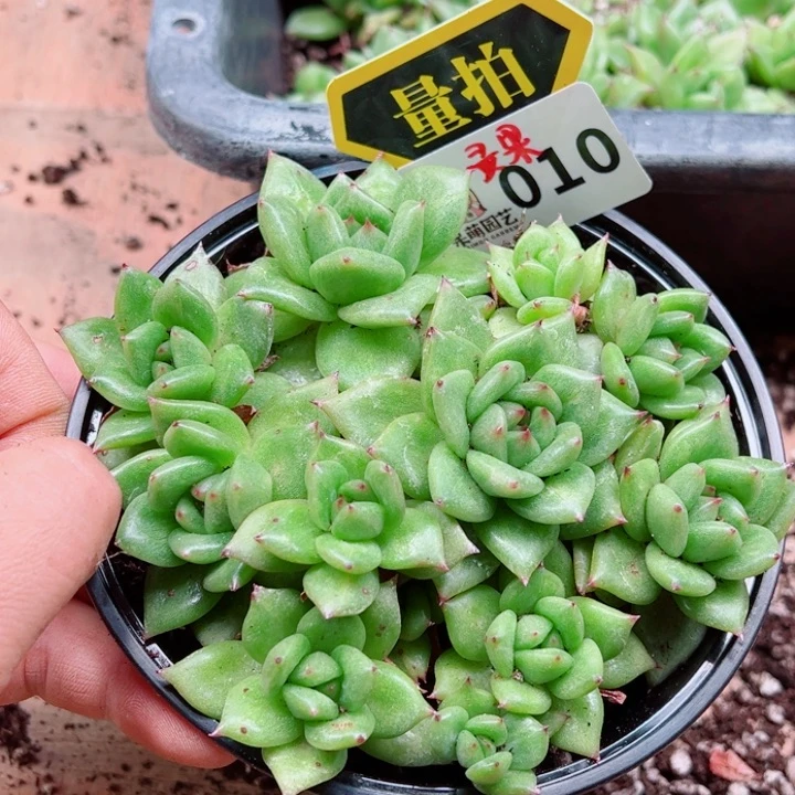 多肉植物多肉植物
