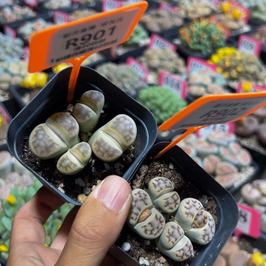 901.902 一物一拍，默认有伤，介意勿拍，不退不换