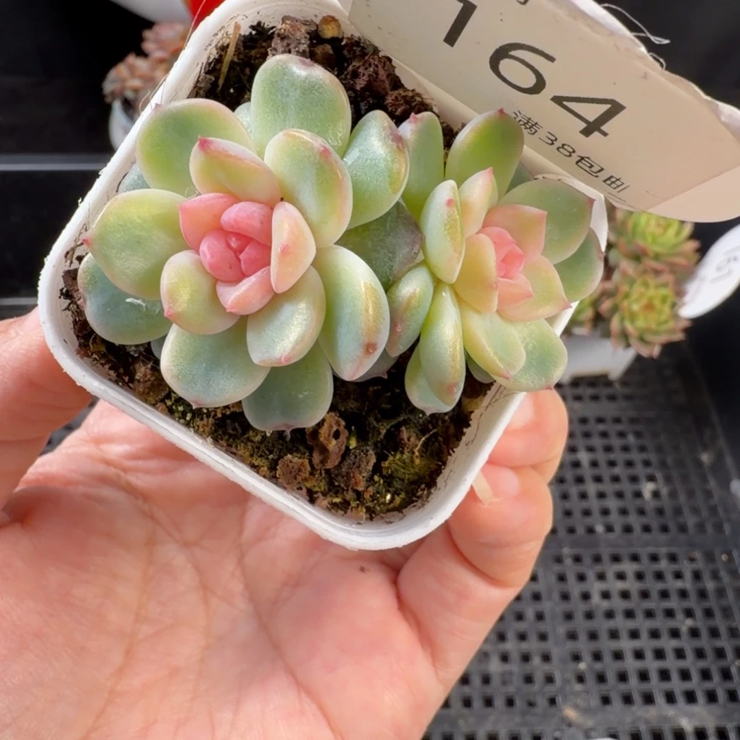 粉色糖心164号双头