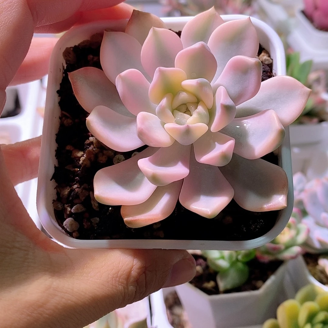 红粉佳人锦多肉植物