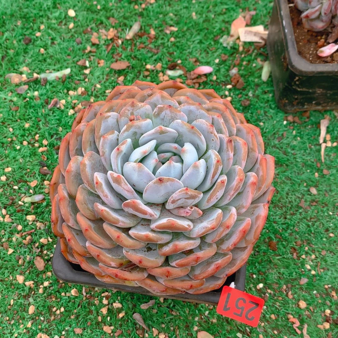 251橙子111111111111