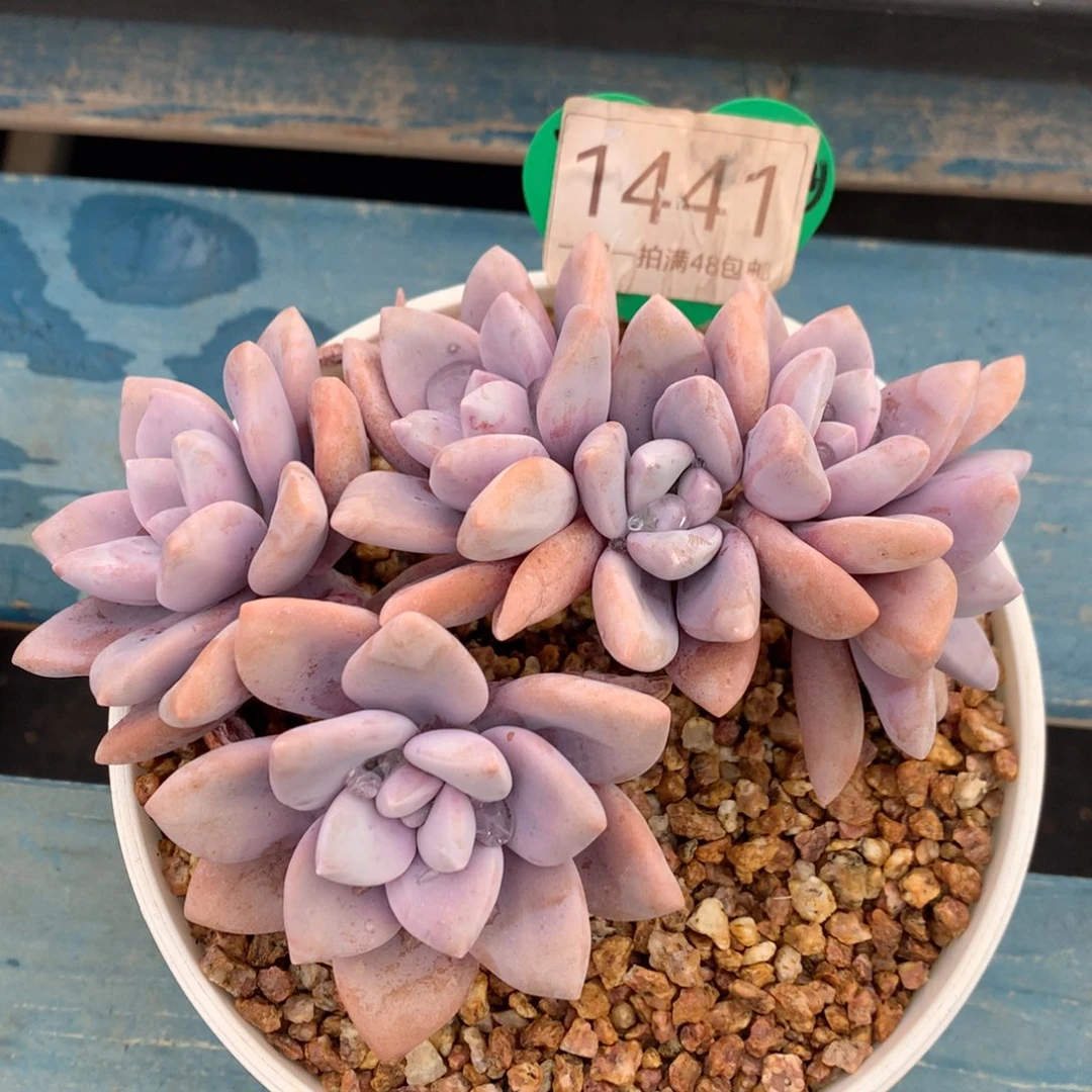桃霜朵朵缀无砍1441
