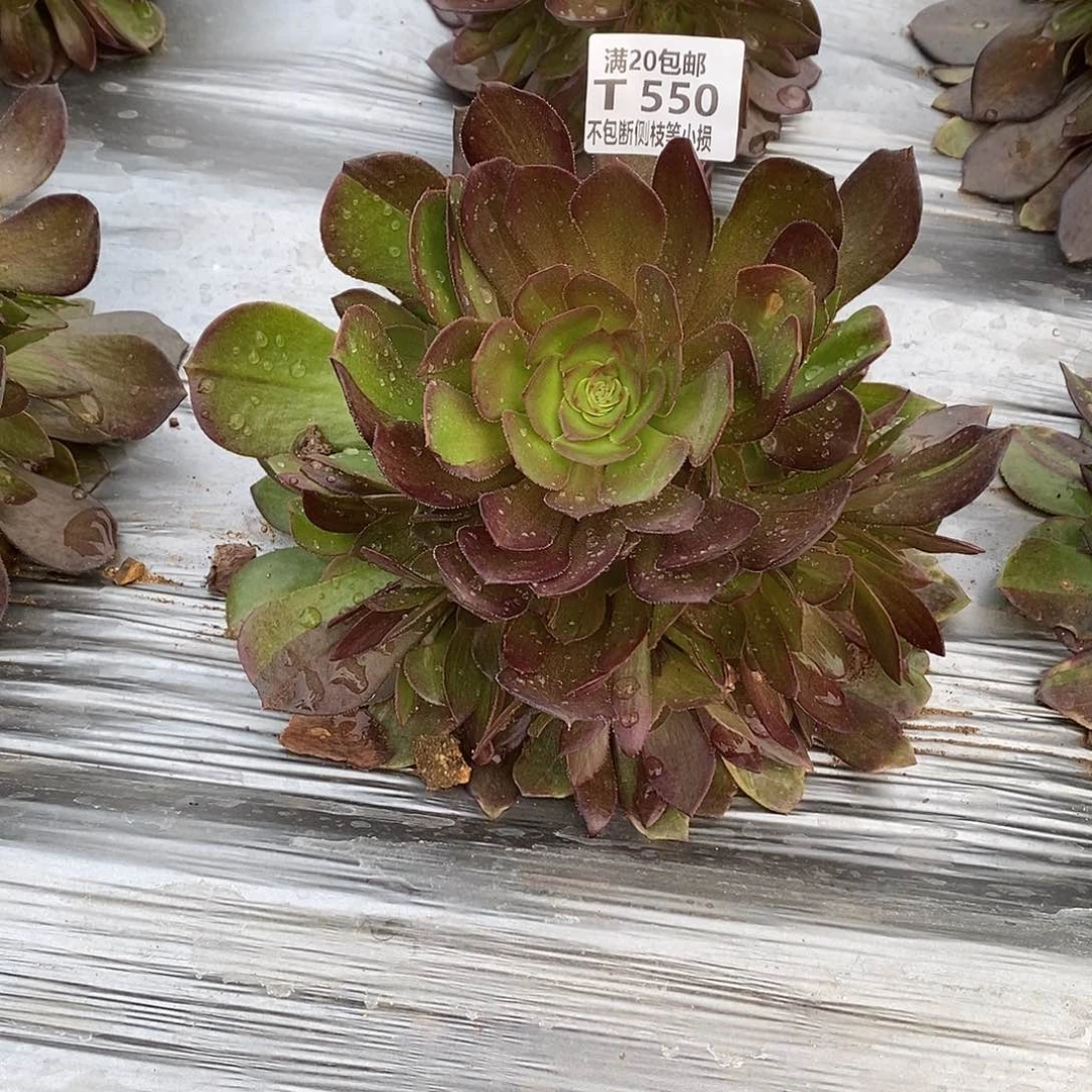 550花无缺多肉法师