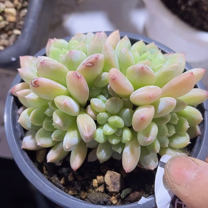 百达翡翠2503多肉植物