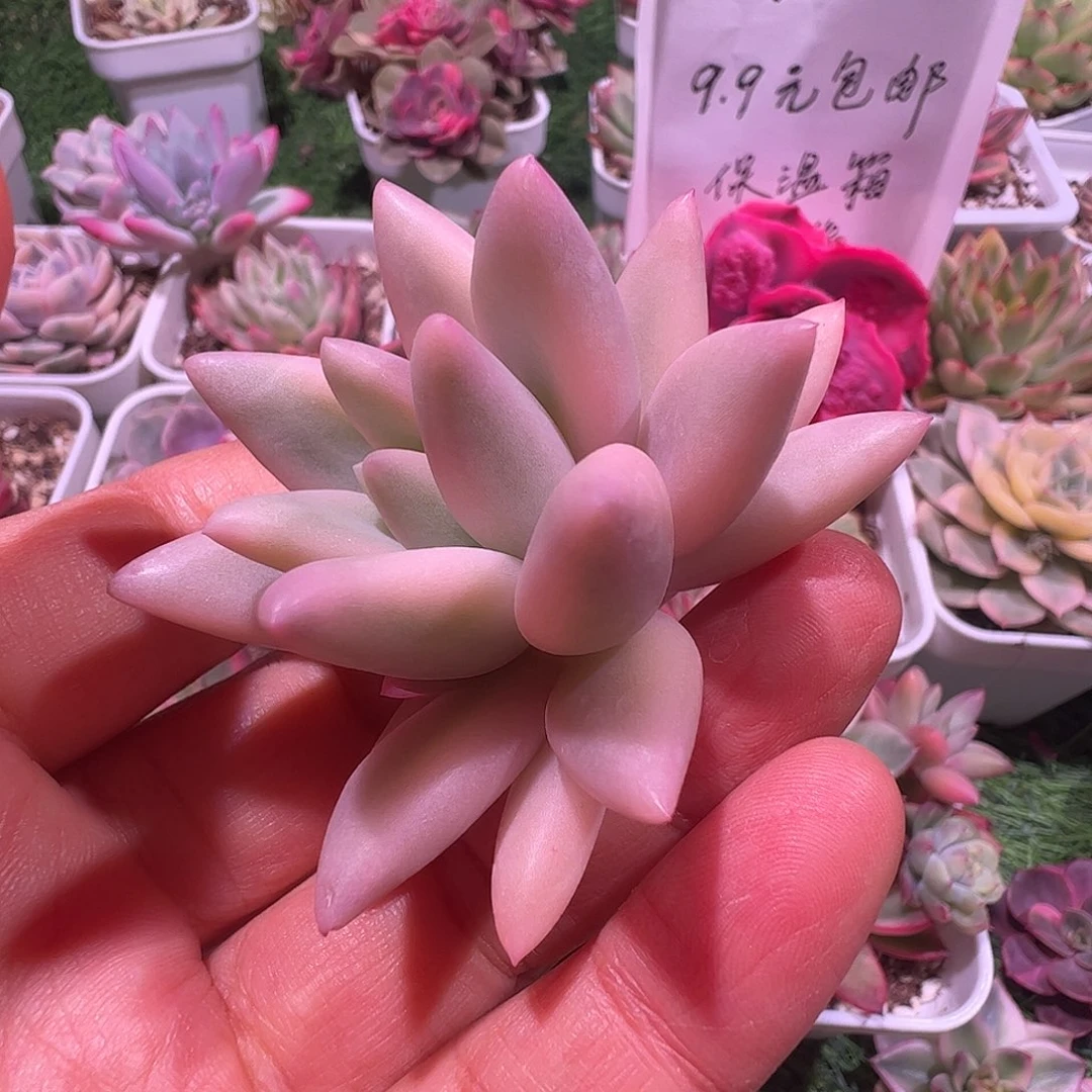 s***w多肉植物多肉植物