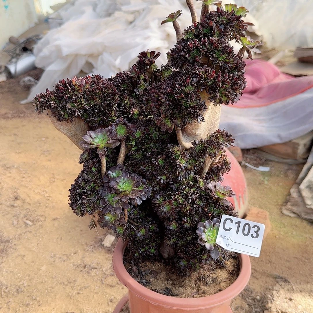 103黑法师有几处伤一颗呀