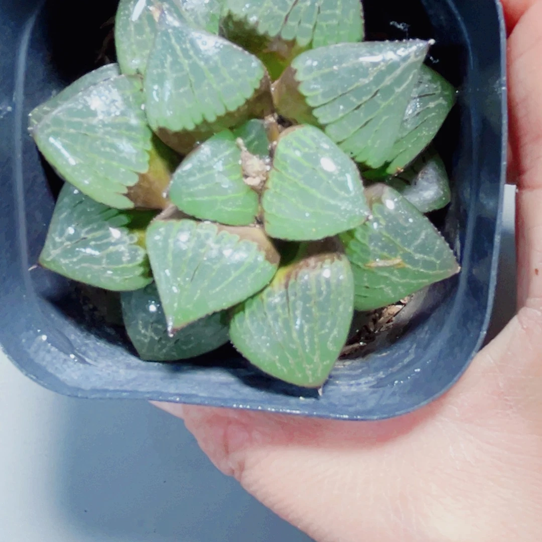 日月潭多肉植物6666