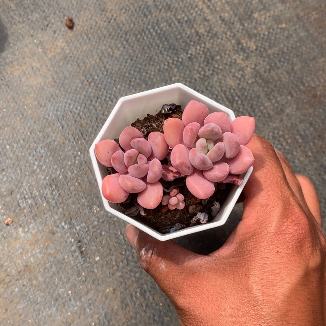 我们就像这只蝴蝶飞