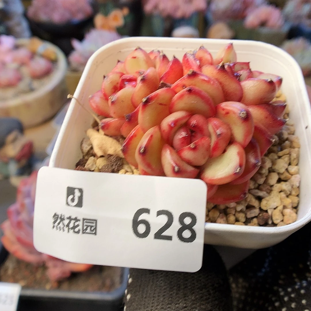 628万宝龙多肉植物66