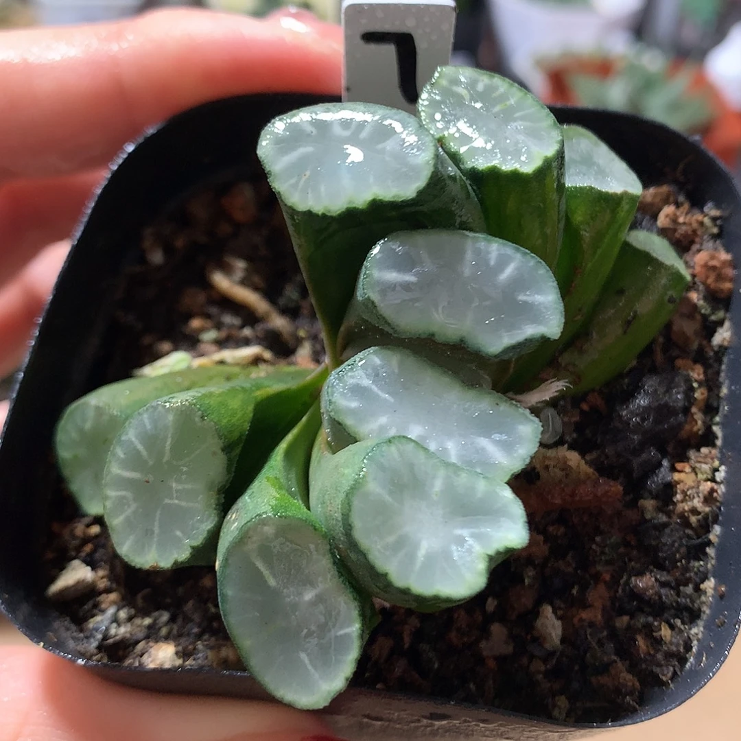 7号白瓷万象带盆土