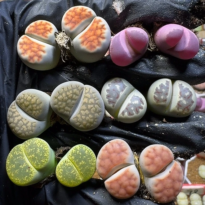 生石花111221。   155